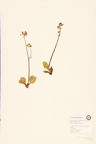 Tufted Saxifrage; Tufted Alpine Saxifragaceae specimen